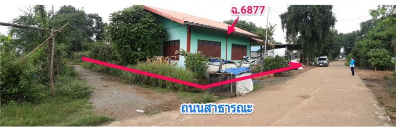 120  คูขาด คง นครราชสีมา