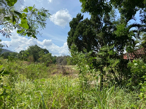 ขายที่ดิน
